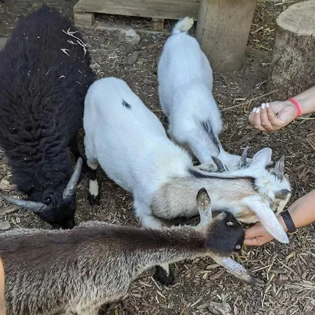 营地 3 Etoiles - Piscine - Ccbbehi *